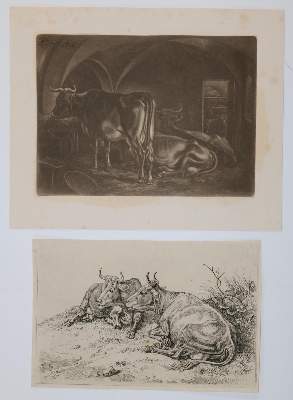 Bild Nr.2: 129-3153 Kühe.: (Varia, Zoologie)