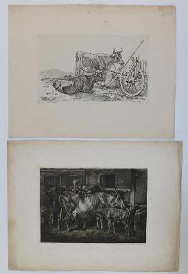 Bild Nr.5: 129-3153 Kühe.: (Varia, Zoologie)