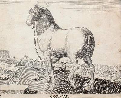 Bild Nr.1: 129-3154 Pferde.: (Varia, Zoologie)
