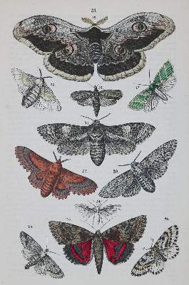 Bild Nr.2: 129-3155 Sammlung: (Varia, Zoologie)