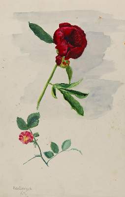 Bild Nr.1: 129-4175 Zierhold, Elisabeth (Elsbeth Müller-Zierhold): (Künstlergraphik)