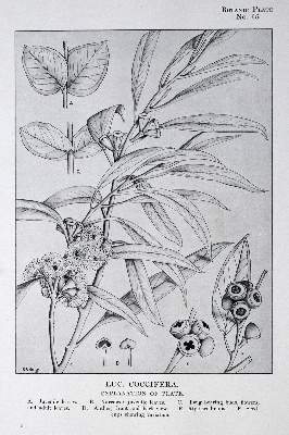 Bild Nr.2: 129-472 Simmonds,J.H.: (Land- und Forstwirtschaft, Forstwirtschaft, Eukalyptus)