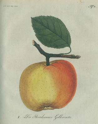 Bild Nr.1: 129-473 Garten-Magazin,: (Land- und Forstwirtschaft, Garten)