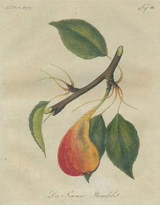Bild Nr.3: 129-473 Garten-Magazin,: (Land- und Forstwirtschaft, Garten)