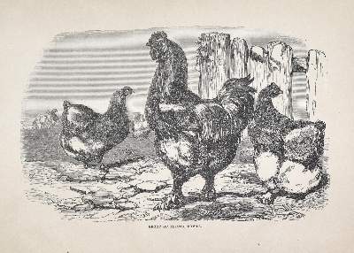 Bild Nr.1: 129-482 Bement,C.N.: (Land- und Forstwirtschaft, Tierhaltung, Geflügel)