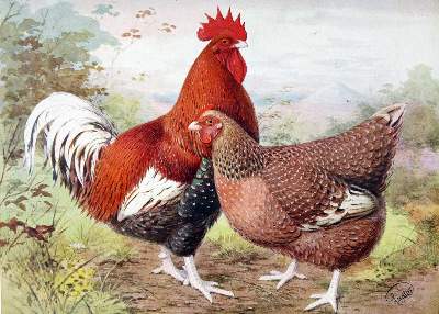 Bild Nr.1: 129-486 Lewer,S.H.: (Land- und Forstwirtschaft, Tierhaltung, Geflügel)