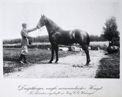 Bild Nr.2: 129-493 Wrangel,C.G.: (Pferde)