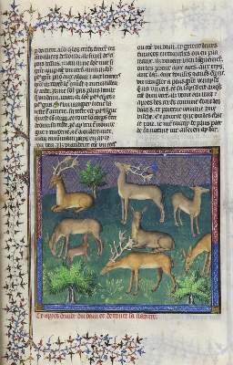 Bild Nr.4: 129-636 Gaston Phoebus.: (Faksimile)