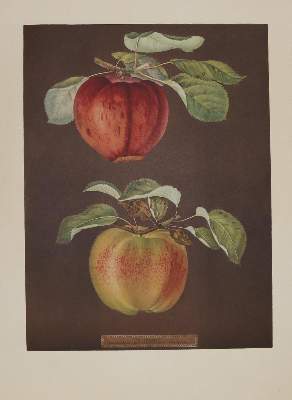 Bild Nr.3: 129-640 Grosse Bibliotheken der Welt.: (Faksimile)