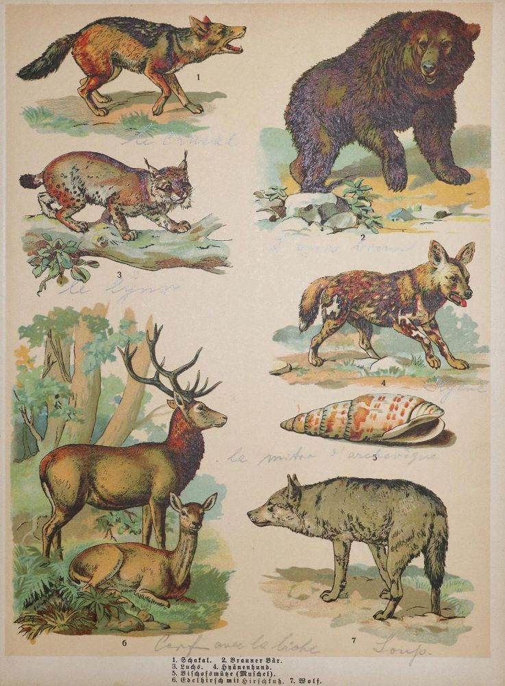 Große Abbildung Nr.1: 130-1114 Schönstes Tierbilderbuch: (Kinder- und Jugendbücher)