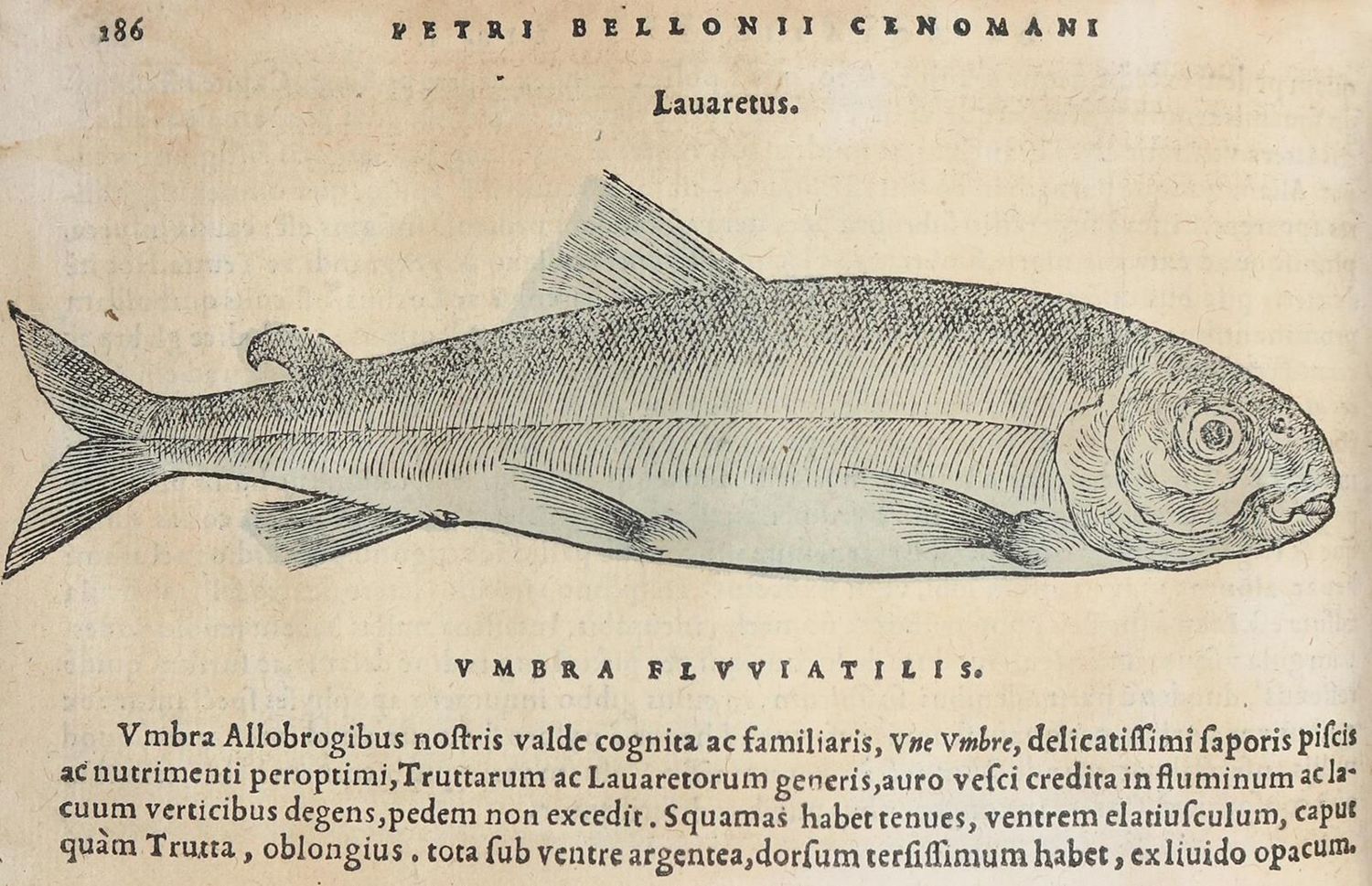 Große Abbildung Nr.1: 130-152 Belon,P.: (Fische)