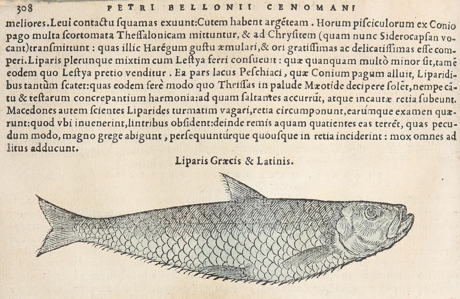 Große Abbildung Nr.2: 130-152 Belon,P.: (Fische)