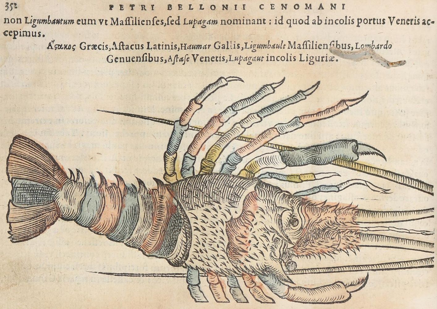 Große Abbildung Nr.3: 130-152 Belon,P.: (Fische)