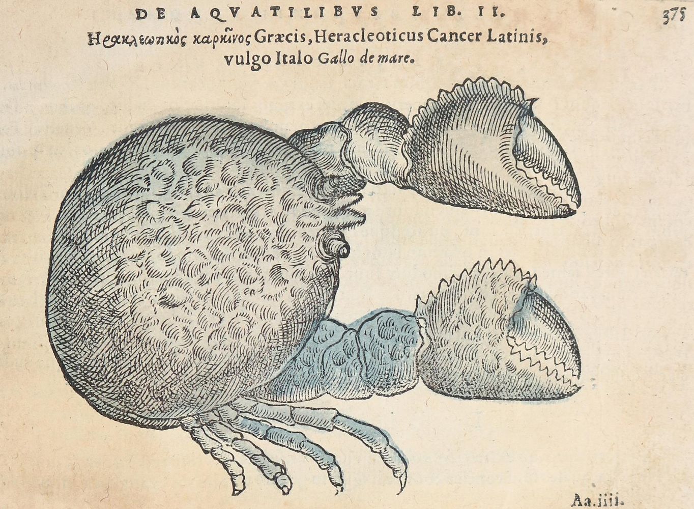 Große Abbildung Nr.4: 130-152 Belon,P.: (Fische)