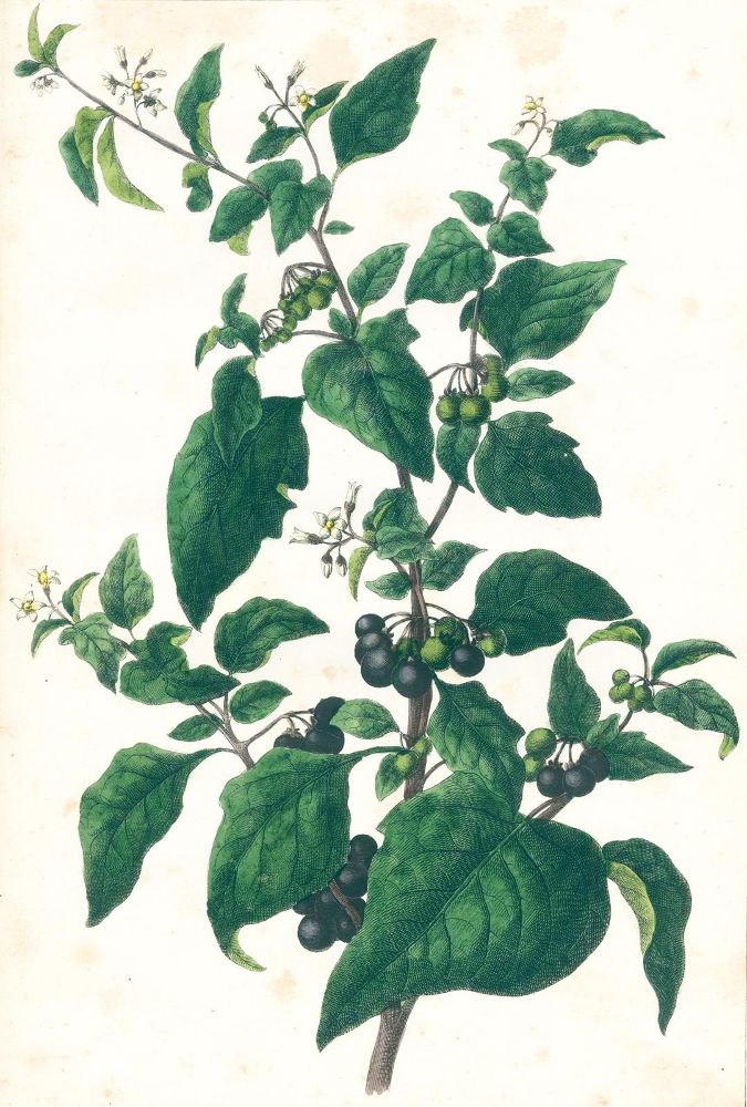 Große Abbildung Nr.2: 130-1676 Hochstetter,C.F.: (Botanik)