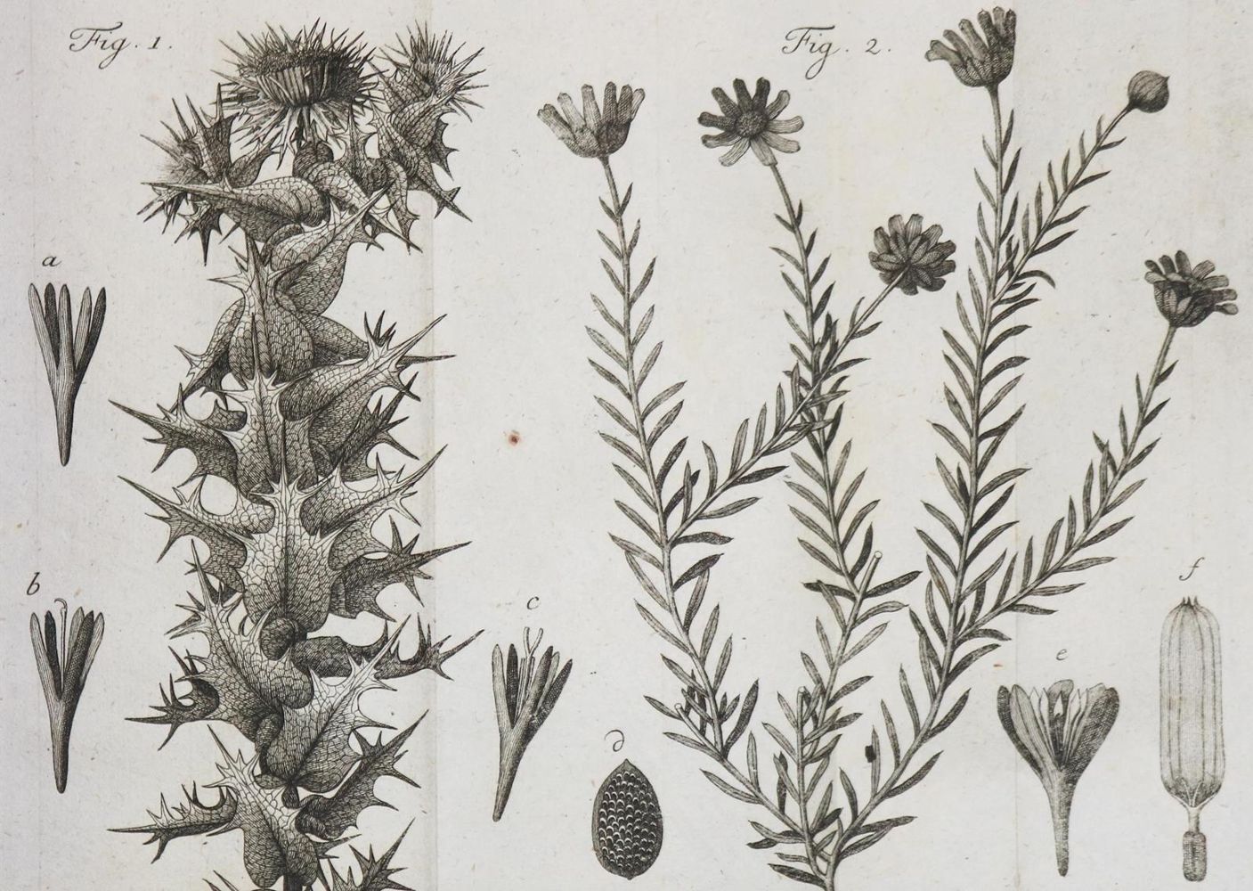 Große Abbildung Nr.1: 130-1686 Linné,C.v.: (Botanik)