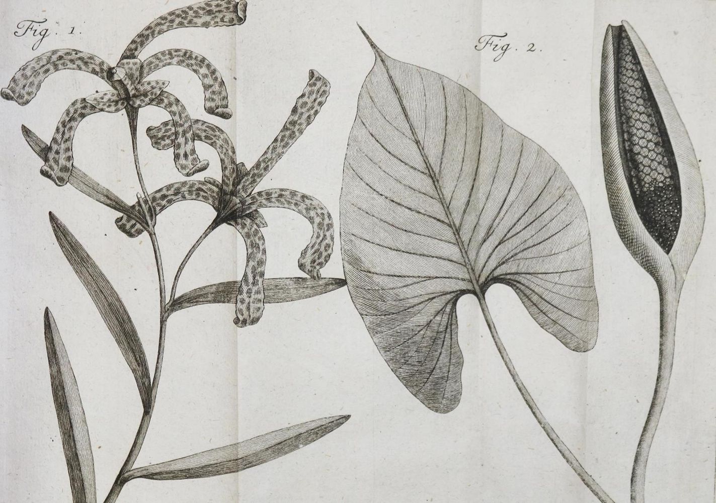 Große Abbildung Nr.2: 130-1686 Linné,C.v.: (Botanik)