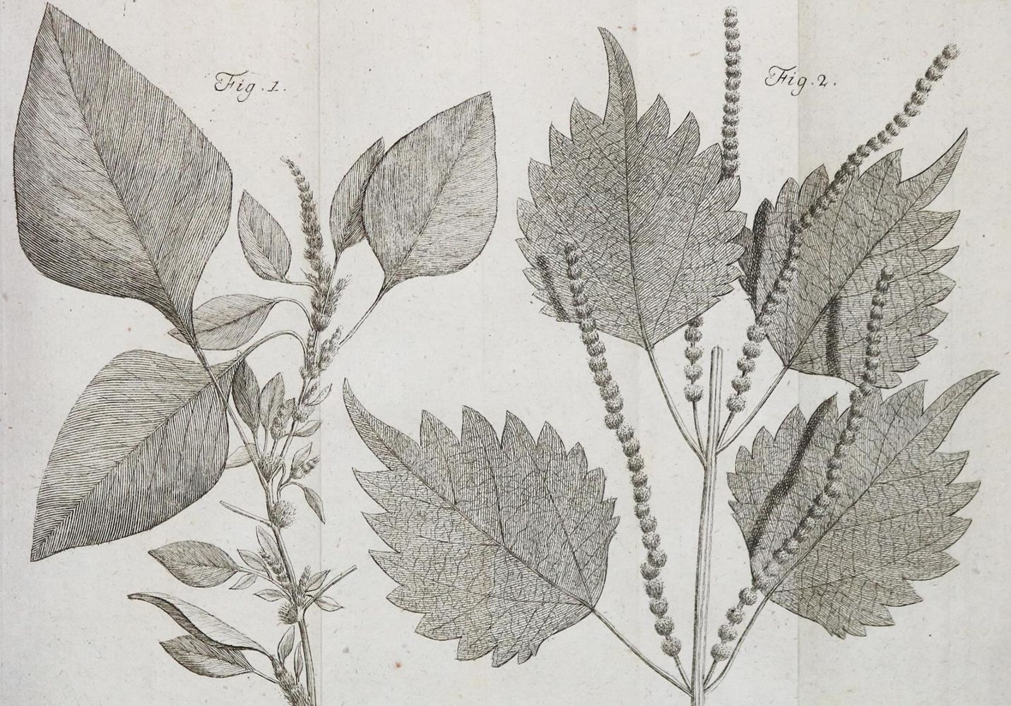 Große Abbildung Nr.3: 130-1686 Linné,C.v.: (Botanik)