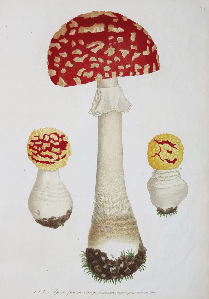 Große Abbildung Nr.1: 130-1701 Roques,J.: (Botanik, Pilze)