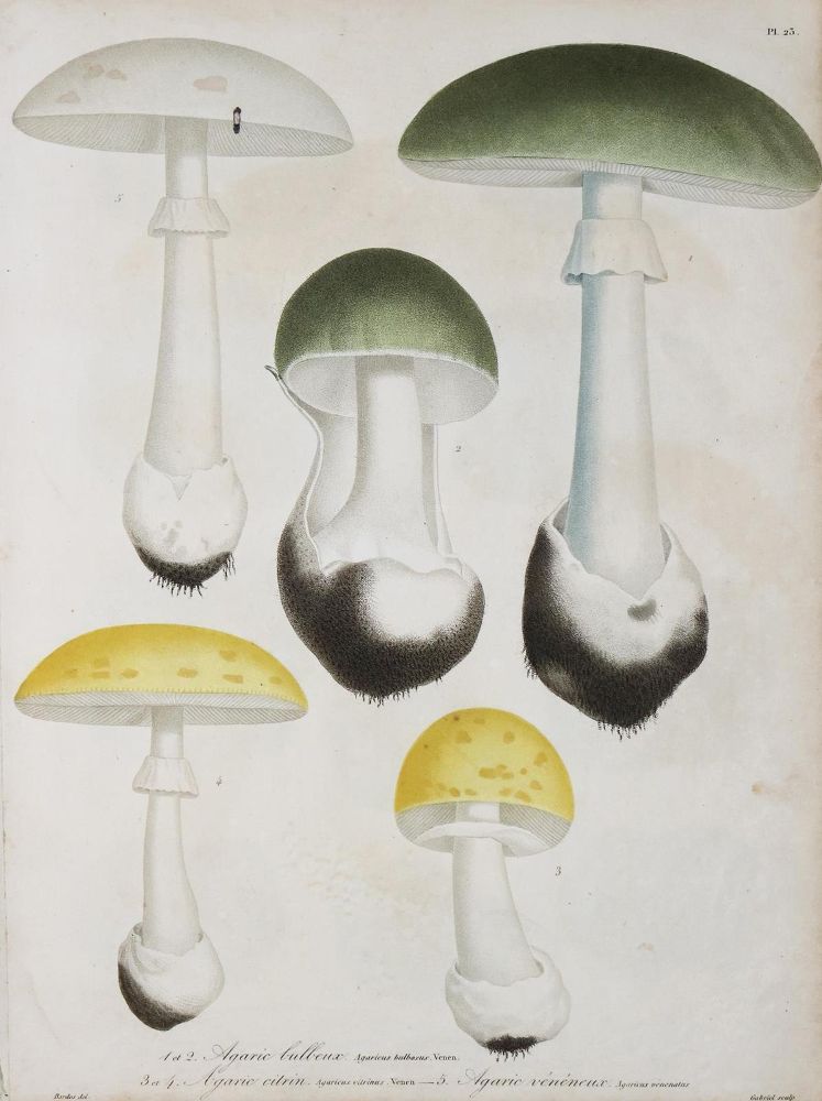 Große Abbildung Nr.3: 130-1701 Roques,J.: (Botanik, Pilze)