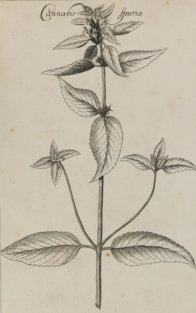 Große Abbildung Nr.2: 130-1704 Rivinus,A.Q.: (Botanik)