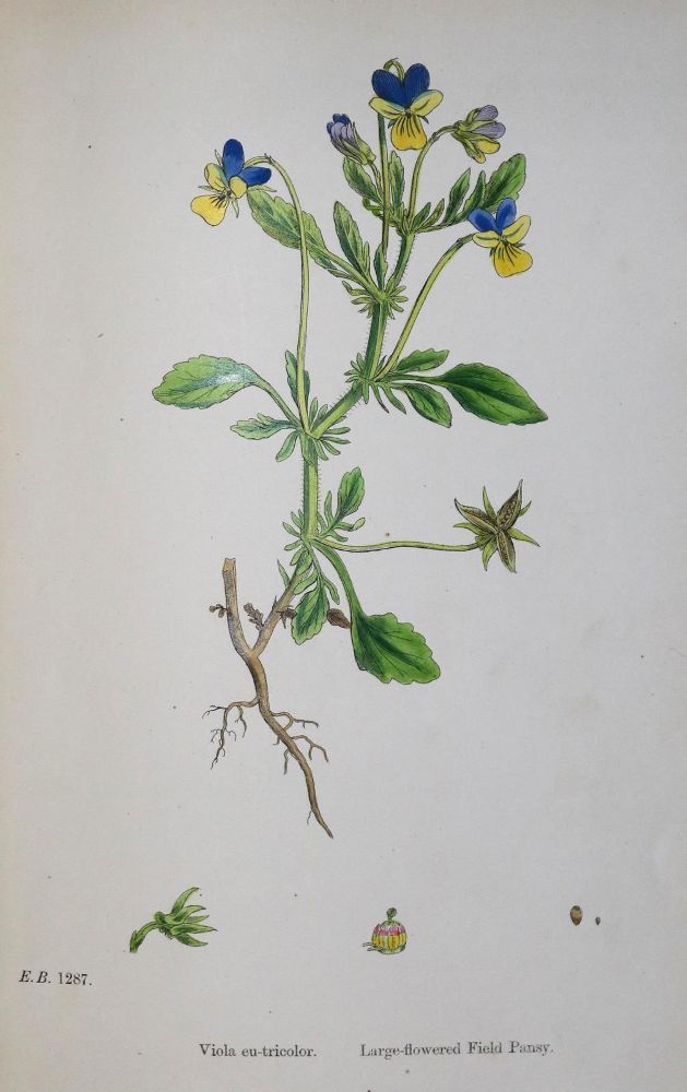 Große Abbildung Nr.1: 130-1713 Sowerby,J.: (Botanik)