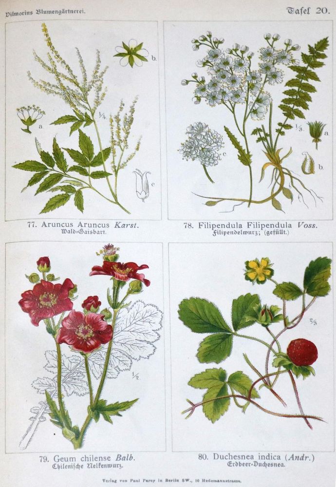 Große Abbildung Nr.1: 130-1720 Vilmorin,(P.P.).: (Botanik)