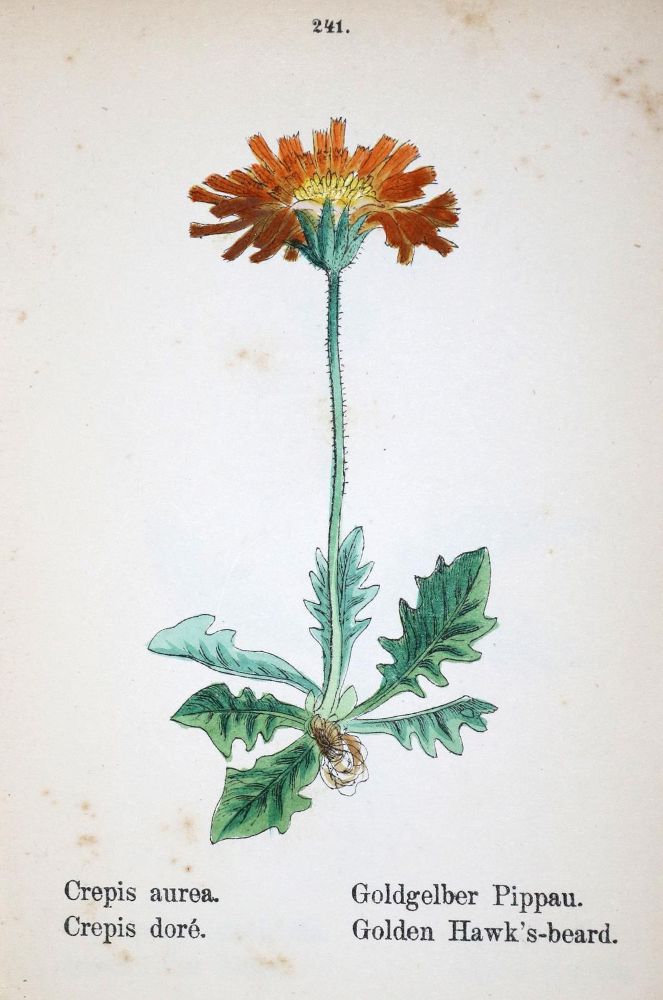 Große Abbildung Nr.1: 130-1722 Weber,J.C.: (Botanik)