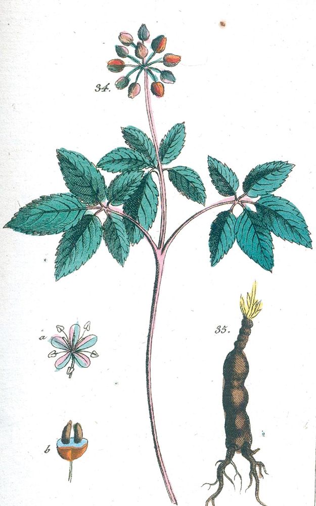 Große Abbildung Nr.2: 130-1723 (Wilhelm,G.T.).: (Botanik)