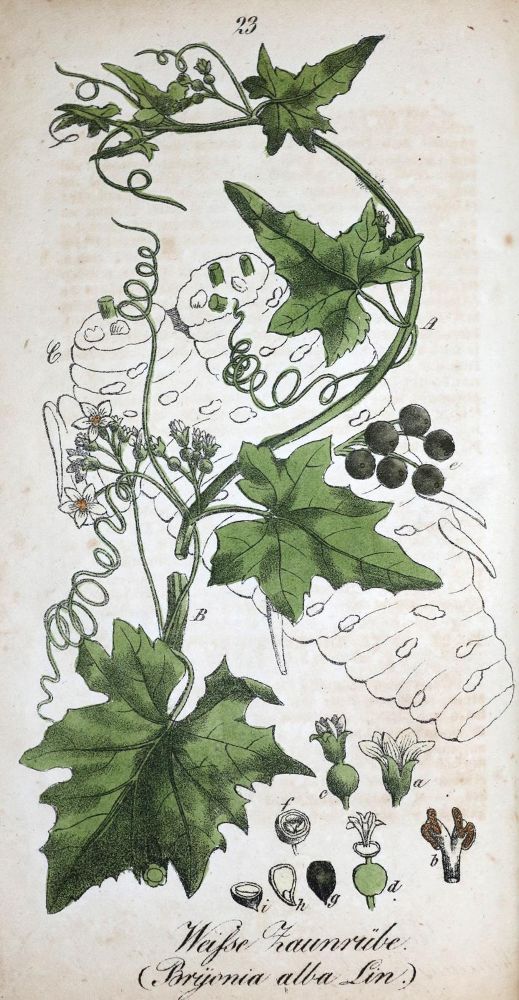 Große Abbildung Nr.1: 130-1726 Winkler,E.: (Botanik)