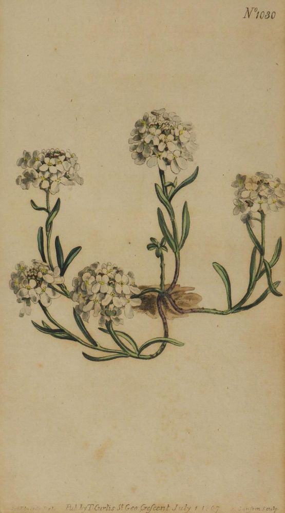 Große Abbildung Nr.5: 130-1728 Akupunkturtafel: (Medizin, Akupunktur)