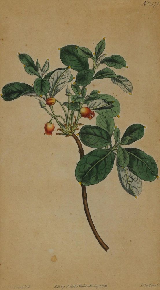 Große Abbildung Nr.7: 130-1728 Akupunkturtafel: (Medizin, Akupunktur)