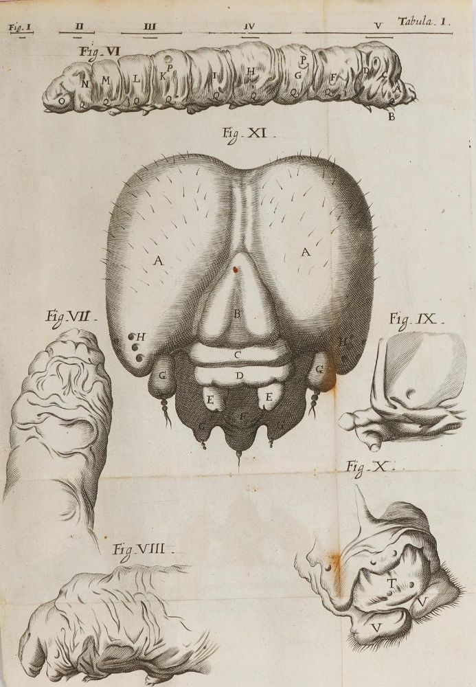 Große Abbildung Nr.2: 130-1748 Malpighi,M.: (Medizin)