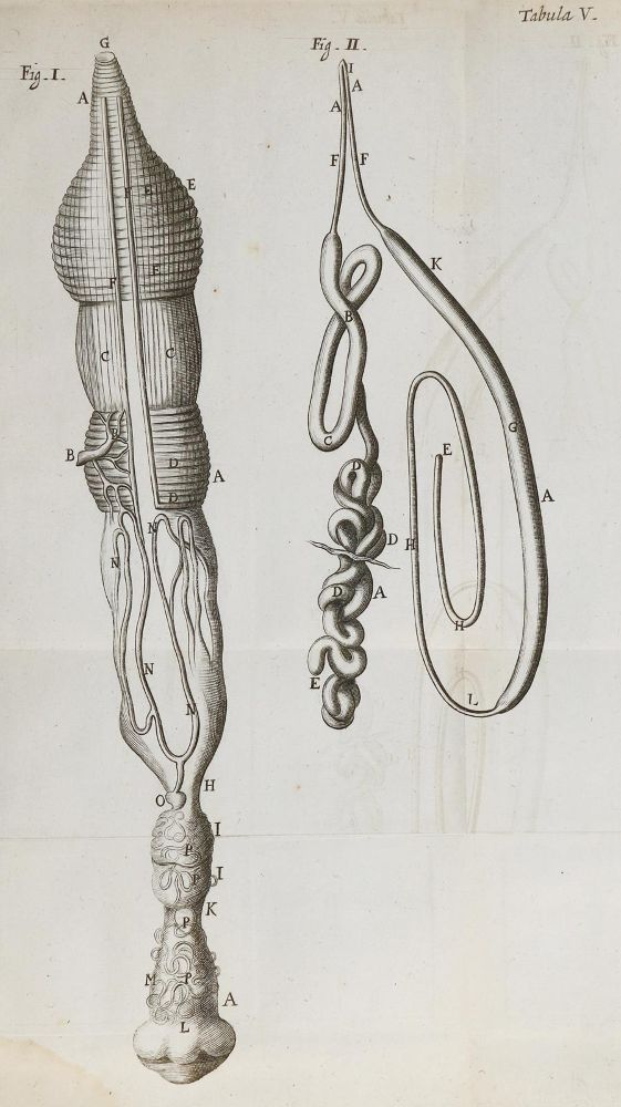 Große Abbildung Nr.3: 130-1748 Malpighi,M.: (Medizin)