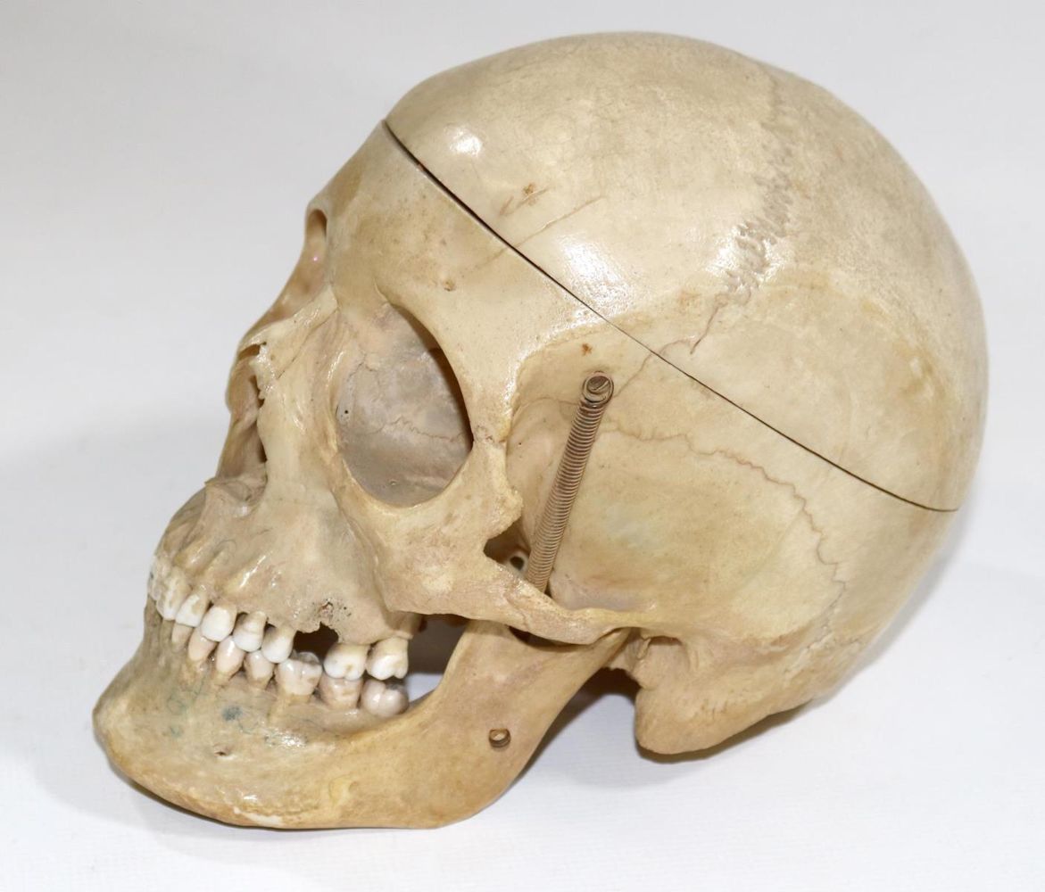 Große Abbildung Nr.1: 130-1766 Totenkopf.: (Medizin)