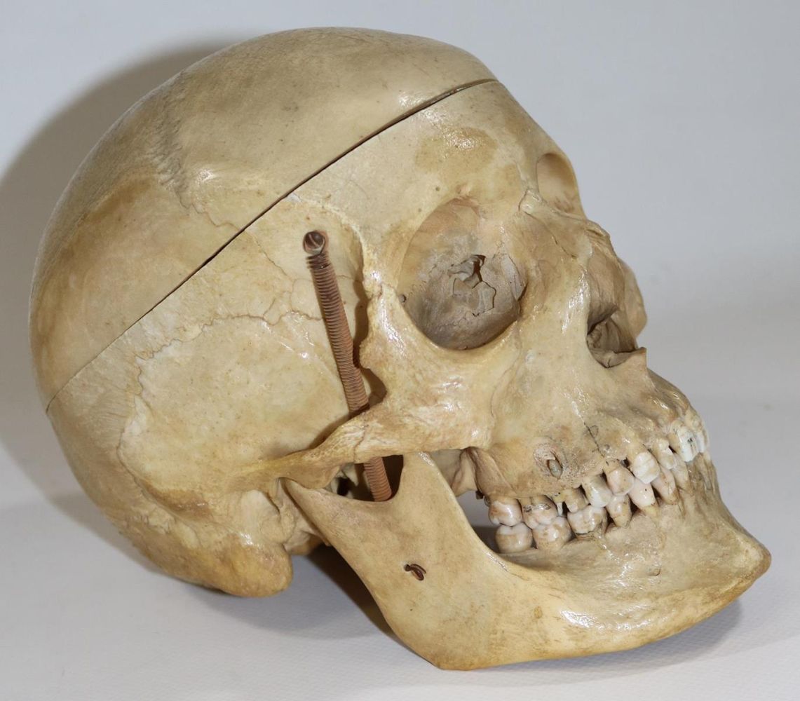 Große Abbildung Nr.2: 130-1766 Totenkopf.: (Medizin)