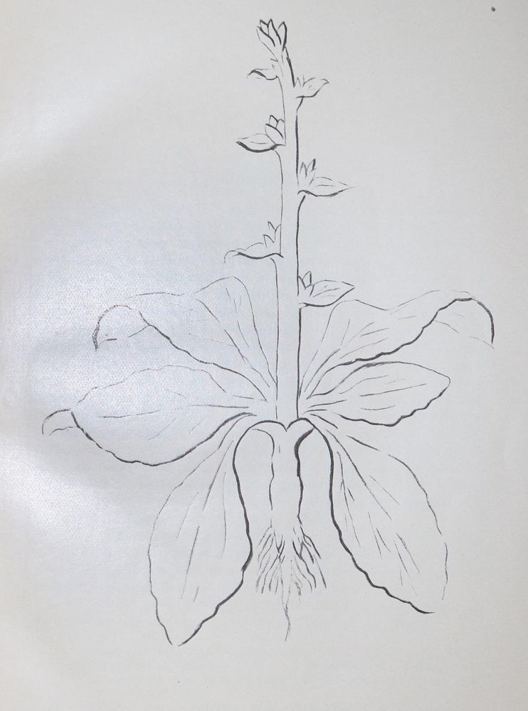 Große Abbildung Nr.2: 130-1832 Link,H.F.: (Sammlung von Professor Dr.Dr. Johannes Büttner)