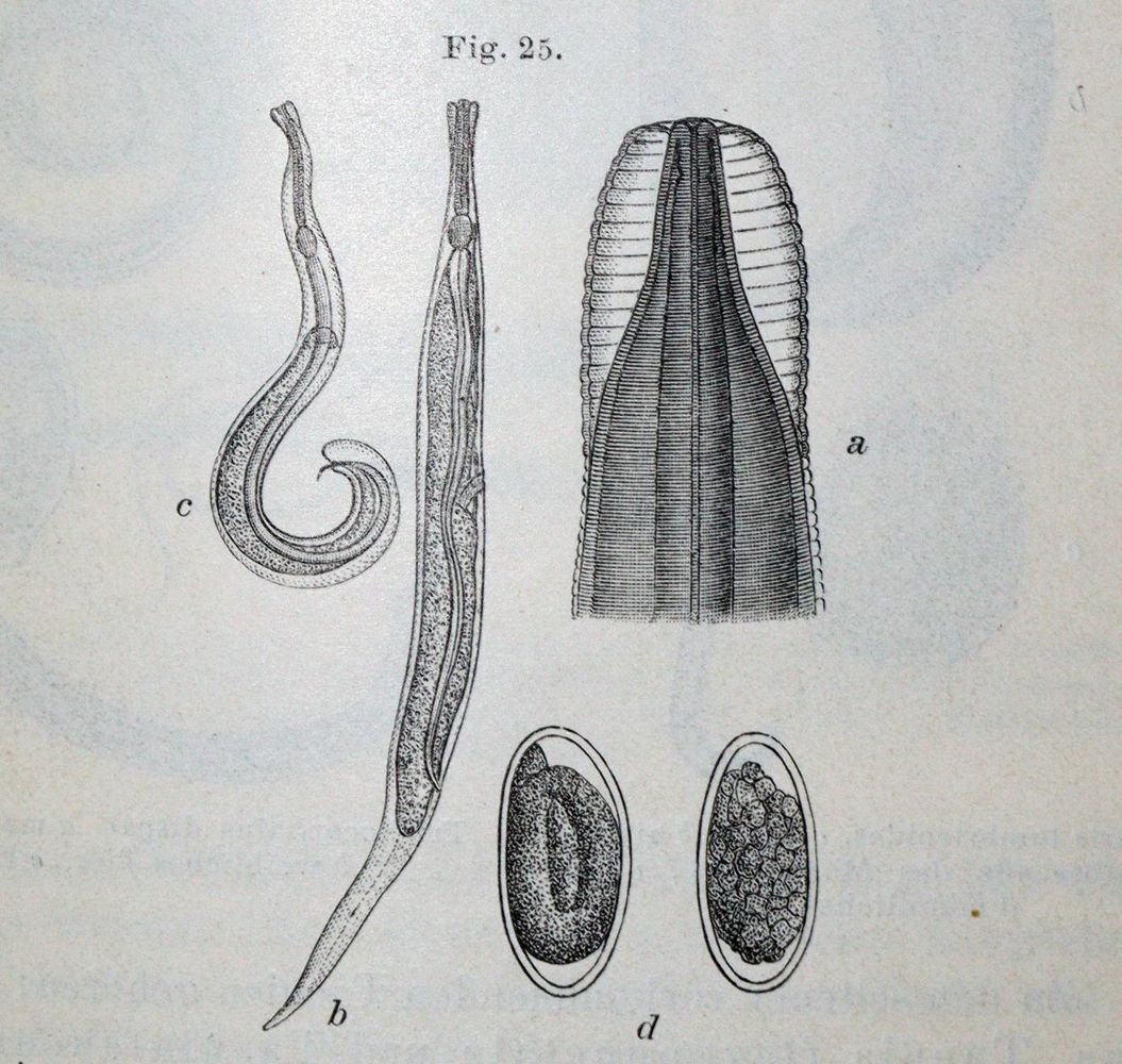 Große Abbildung Nr.1: 130-1844 Mikroskopie.: (Sammlung von Professor Dr.Dr. Johannes Büttner)