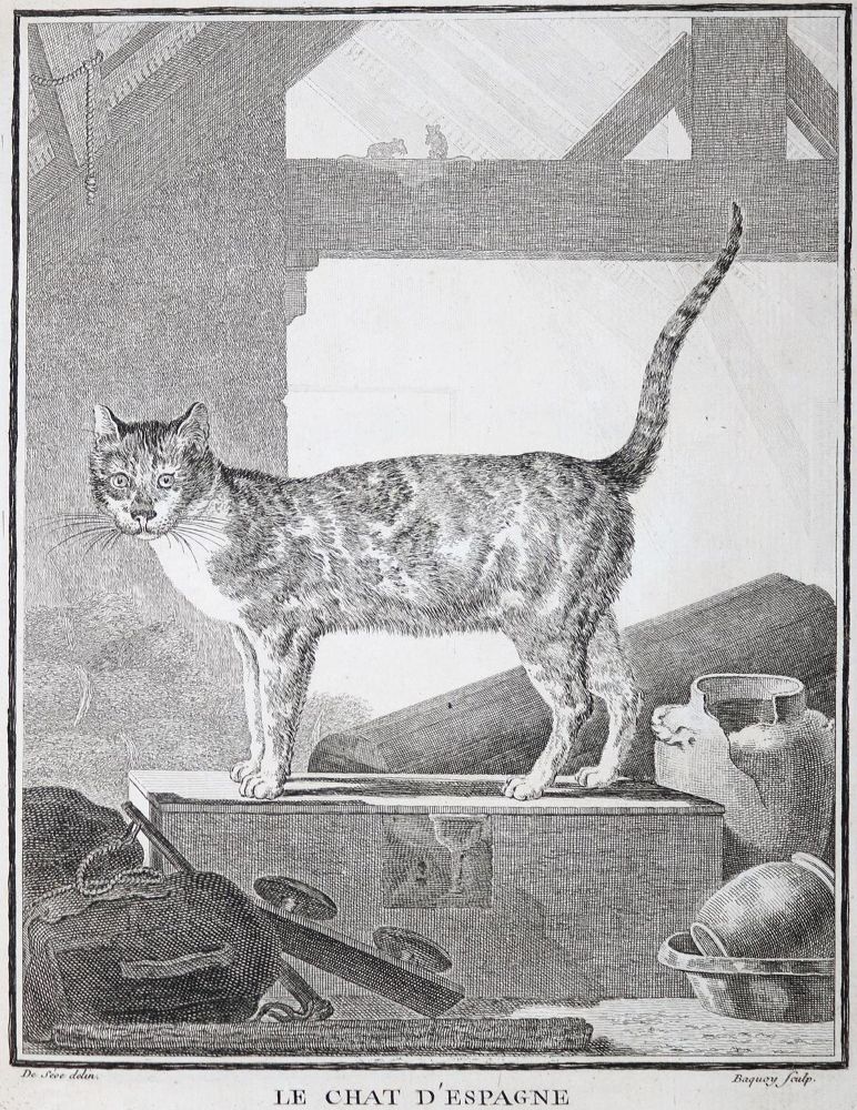Große Abbildung Nr.20: 130-1901 Buffon,G.L.L.: (Zoologie)