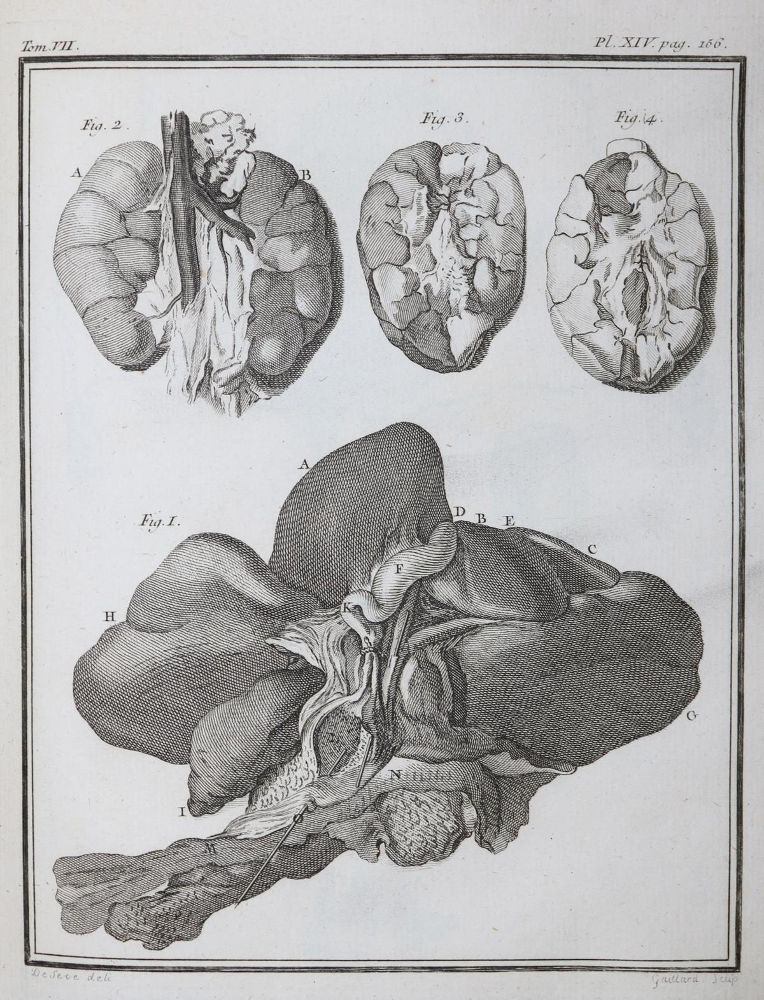Große Abbildung Nr.21: 130-1901 Buffon,G.L.L.: (Zoologie)