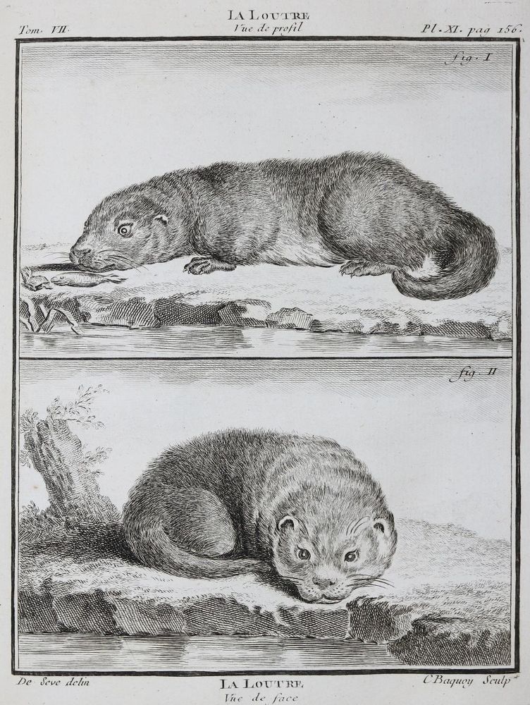 Große Abbildung Nr.22: 130-1901 Buffon,G.L.L.: (Zoologie)
