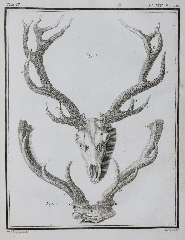 Große Abbildung Nr.23: 130-1901 Buffon,G.L.L.: (Zoologie)
