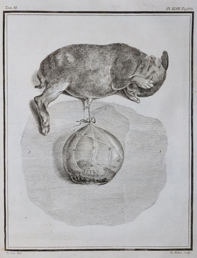 Große Abbildung Nr.25: 130-1901 Buffon,G.L.L.: (Zoologie)