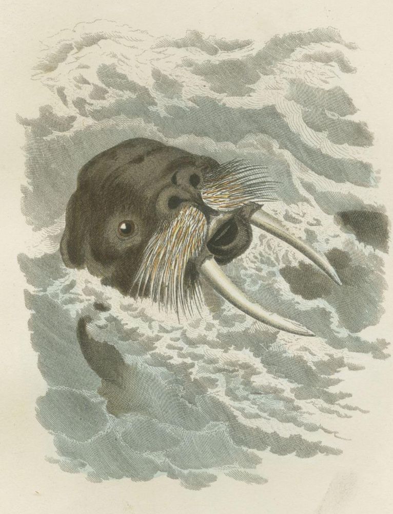 Große Abbildung Nr.2: 130-1904 (Cuvier,G.L.C.de).: (Zoologie)
