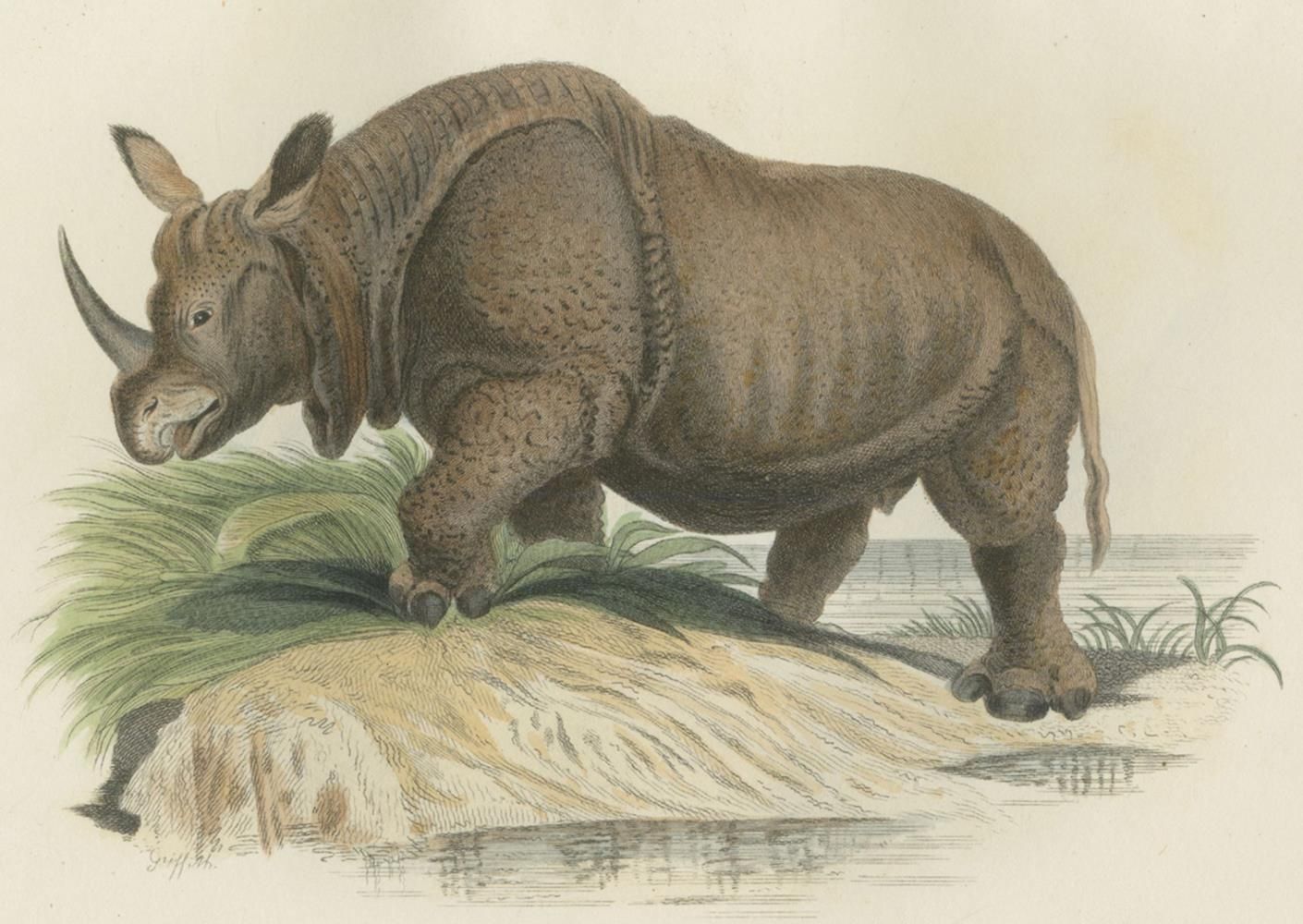 Große Abbildung Nr.3: 130-1904 (Cuvier,G.L.C.de).: (Zoologie)