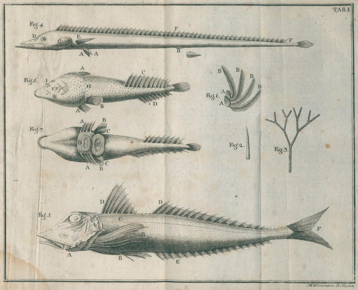 Große Abbildung Nr.1: 130-1908 Gouan,A.: (Zoologie, Fische)