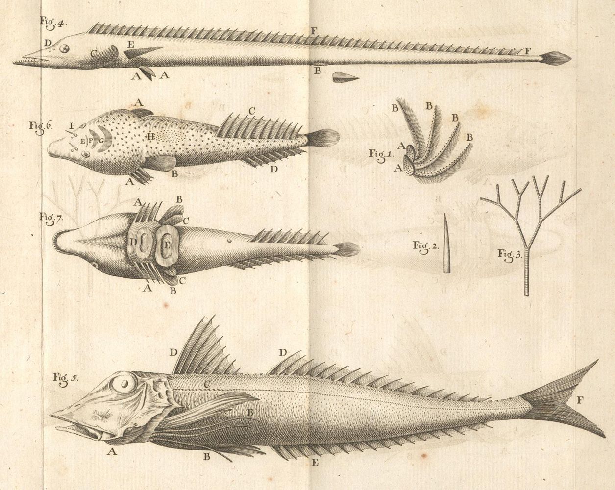 Große Abbildung Nr.1: 130-1909 Gouan,A.: (Zoologie, Fische)