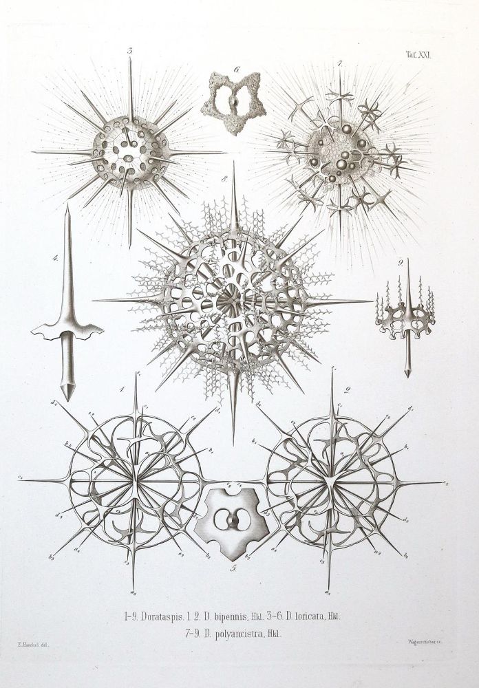 Große Abbildung Nr.1: 130-1911 Haeckel,E.: (Zoologie)