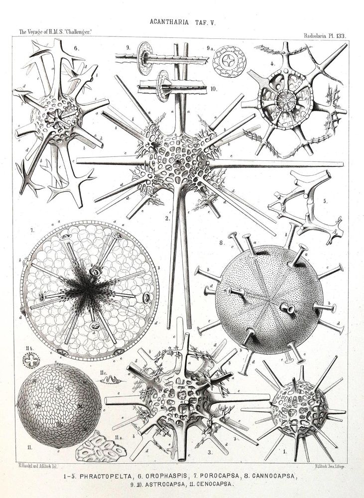 Große Abbildung Nr.2: 130-1911 Haeckel,E.: (Zoologie)