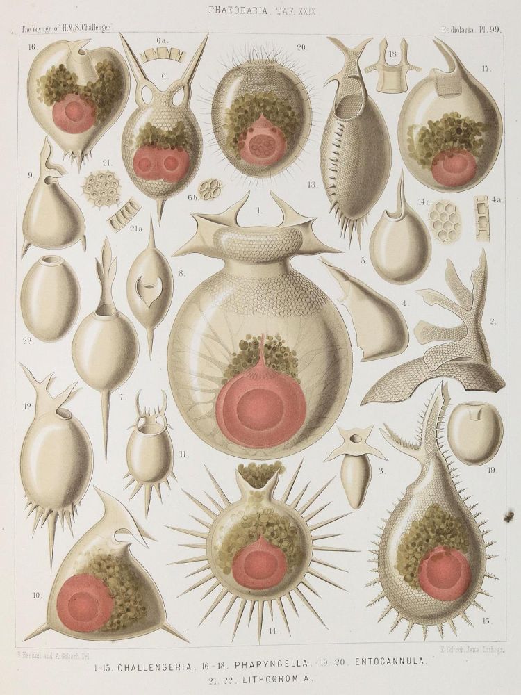 Große Abbildung Nr.3: 130-1911 Haeckel,E.: (Zoologie)